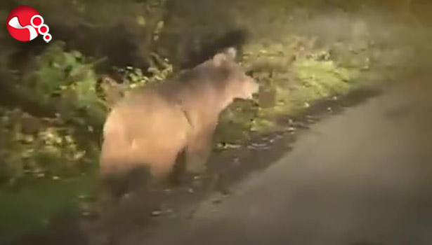 Bozayı amatör kamera tarafından görüntülendi...