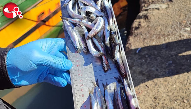 153 tekneye e-seyir onayı verildi