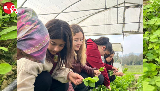 Tarım Lisesi öğrencileri, uygulamalı eğitimde hasat yaptı