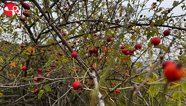 Kuşburnu hasadı başladı