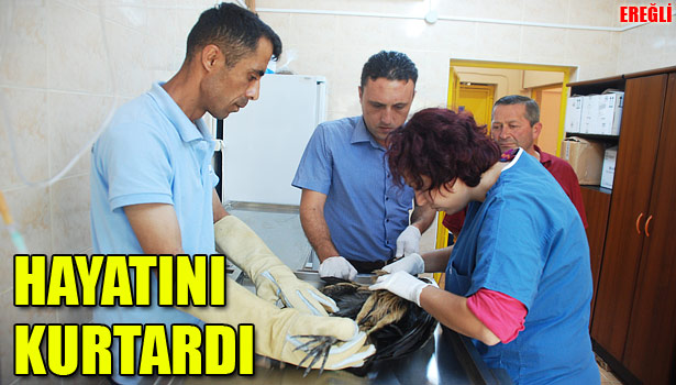 ÖLMEK ÜZERE OLAN YIRTICI KUŞU TEDAVİ ETTİRDİ