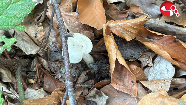 Uzmanından "Mantar Uyarısı"