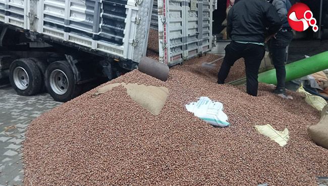 Fındık fiyatları yükseliyor