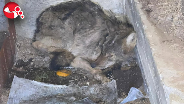 Barınağa sığındı