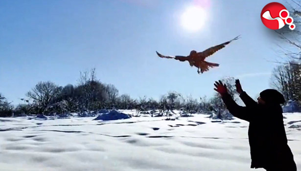 211 yaban hayvanı doğaya salındı!.....