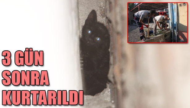 YAVRU KEDİ SIKIŞTIĞI YERDEN 3 GÜN SONRA KURTARILDI