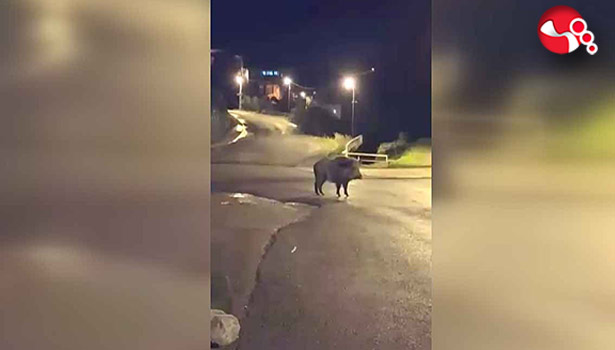 Yaban domuzuyla karşılaşınca!.....