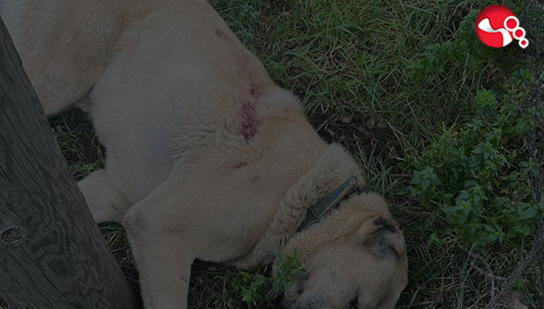 Av tüfeğiyle mi vuruldu?