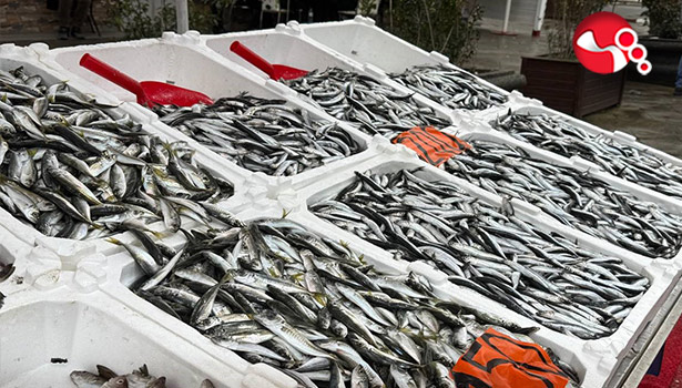 Hamsinin yerine istavrit,mezgit geliyor