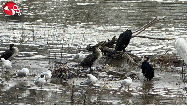 Alaplı Çayı yüzlerce kuş türüne köprü oluyor