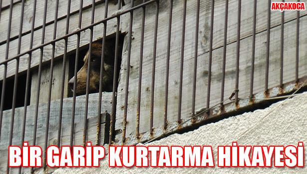 SIKIŞAN KÖPEĞİ KURTARMAK İÇİN SEFERBER OLDULAR