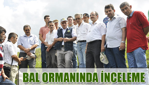 BAL ORMANINDA İNCELEME YAPILDI