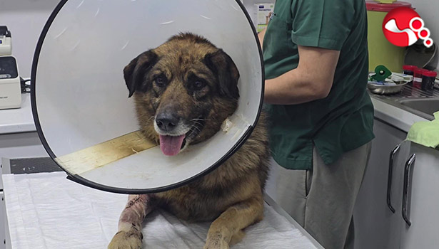 Havladı diye vurulmuştu!....