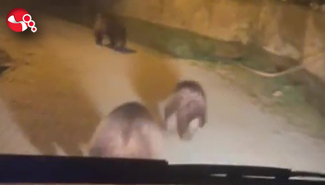 Zonguldak'ta aç kalan ayılar köye indi