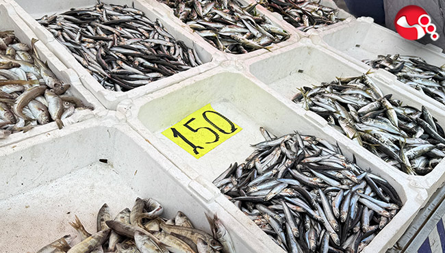 Kıyı balıkçılığı mesaisi...