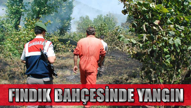 ALAPLI'DA FINDIK BAHÇESİNDE YANGIN