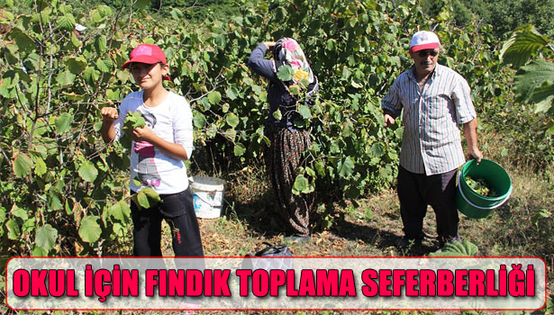 ALAPLI'DA KÖYLÜLERDEN OKUL İÇİN FINDIK TOPLAMA SEFERBERLİĞİ