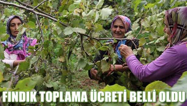 FINDIK TOPLAMA ÜCRETİ NE KADAR OLDU?