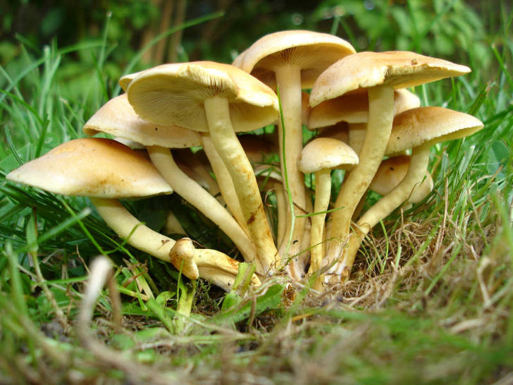 8 KİŞİ MANTARDAN ZEHİRLENDİ...