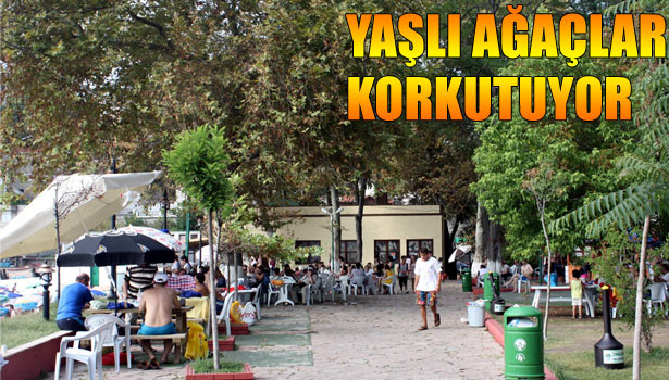 KAPUZ PLAJINDAKİ YAŞLI AĞAÇLAR VATANDAŞLARA ZOR ANLAR YAŞATIYOR