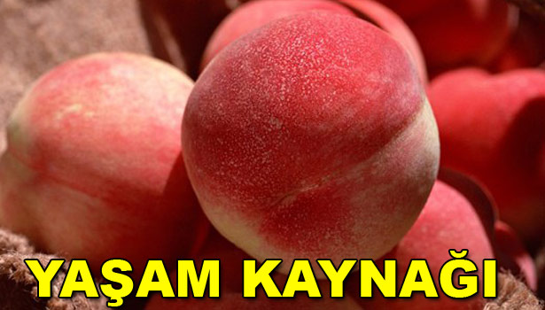 ŞEFTALİ YAŞLANMAYI GECİKTİRİYOR