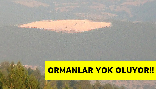 ORMANLARIMIZ TALAN EDİLİYOR
