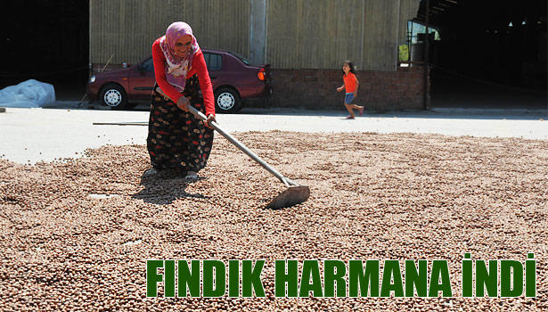 AKÇAKOCA'DA FINDIK HARMANA İNDİ