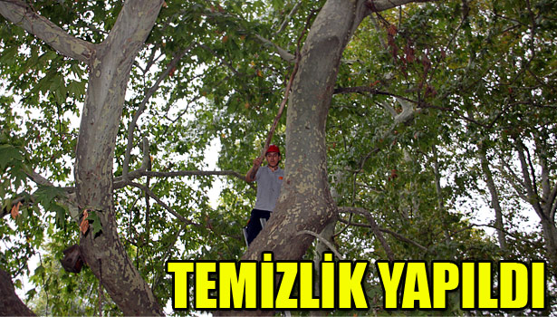 EREĞLİ'DE 'FETİH ÇINARLARI'NIN KURUYAN DALLARI TEMİZLENDİ