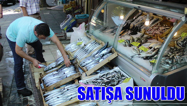 TEZGAHLARDA PALAMUT 5 TL