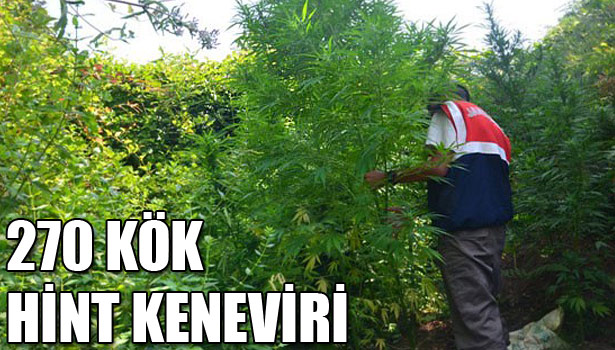 AKÇAKOCA'DA HİNT KENEVİRİ ELE GEÇİRİLDİ