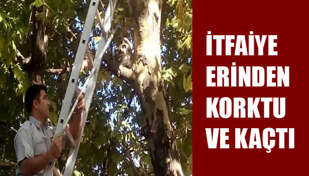 AĞAÇTA MAHSUR KALAN KEDİ, YÜKSEKTEN DEĞİL, İTFAİYE ERİNDEN KORKTU VE KAÇTI
