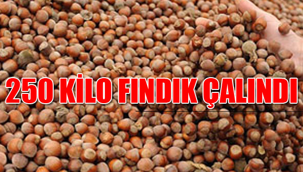 AKÇAKOCA'DA 250 KİLO FINDIK ÇALINDI