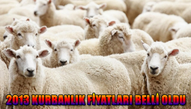 BÜYÜKBAŞ KÜÇÜKBAŞ KURBANLIK FİYATLARI