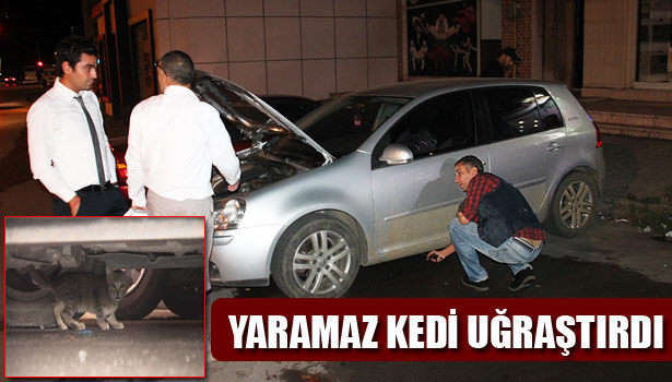 YARAMAZ KEDİ MAHALLE HALKINI 1 SAAT UĞRAŞTIRDI