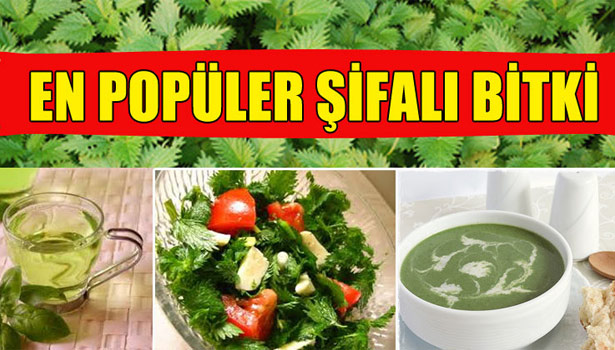ISIRGAN OTU EN POPÜLER ŞİFALİ BİTKİLER ARASINDA