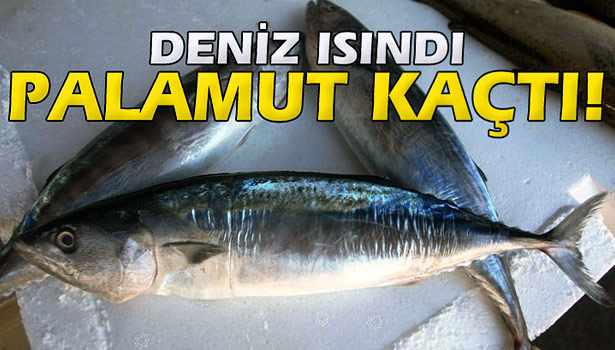 DENİZ SICAKLIĞI ARTTI PALAMUT KAÇTI