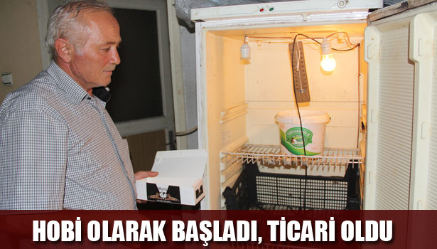 ESKİ BUZDOLABINDA BILDIRCIN ÜRETİMİ