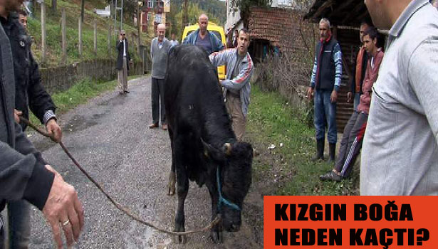 KIZGIN BOĞA NEDEN KAÇTI?