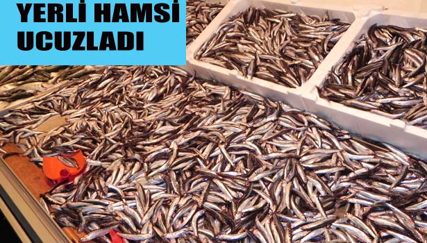 YERLİ HAMSİ UCUZLADI