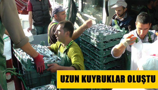 KARADENİZDE HAMSİ BOLLUĞU