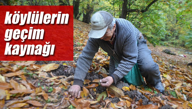 KESTANE AĞAÇLARI, KÖYLÜLERİN GEÇİM KAYNAĞI OLDU