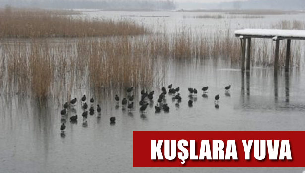 EFTENİ GÖLÜ'NDE KUŞLARA YUVA