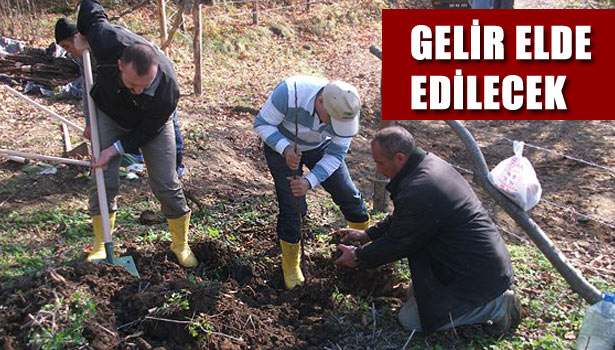 CEVİZ'DEN GELİR ELDE EDİLECEK