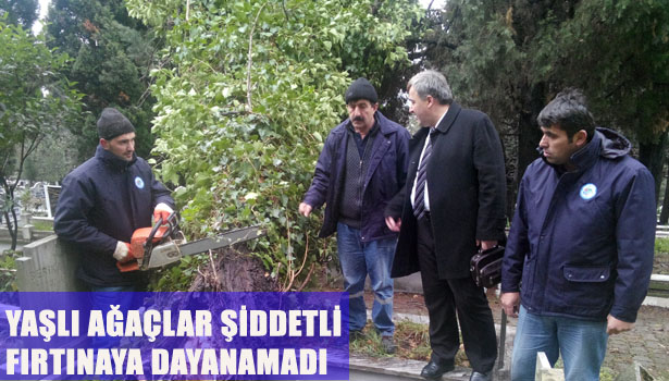 YAŞLI AĞAÇLAR ŞİDDETLİ FIRTINAYA DAYANAMADI