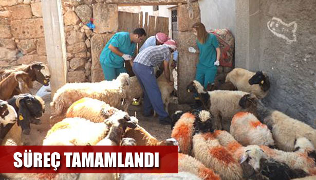 HAYVANLARA ŞAP AŞISI YAPILDI