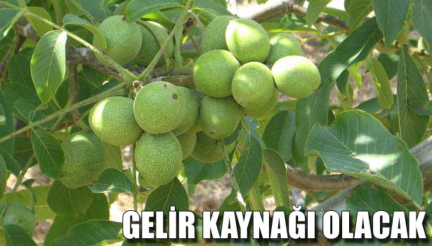 GELİR KAYNAĞI OLACAK