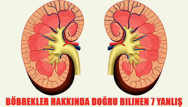 BÖBREKLER HAKKINDA DOĞRU BİLİNEN 7 YANLIŞ