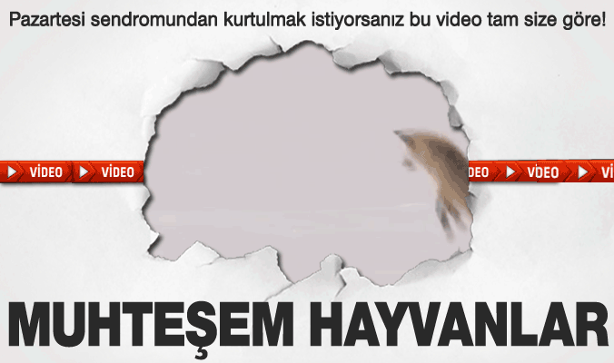 TEK KELİME İLE HARİKA! HAYVANLARIN 'EN' TATLILARI