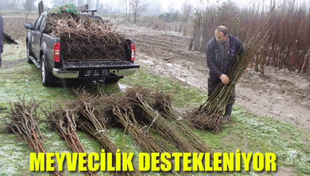 DÜZCE DE MEYVECİLİK DESTEKLENİYOR