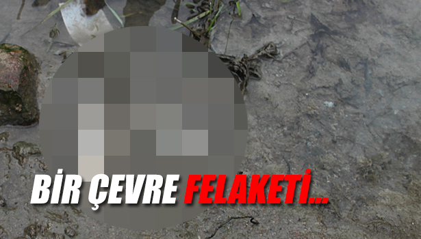 DEREDE BALIK ÖLÜMLERİ YAŞANIYOR